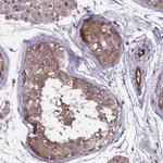 MAST2 Polyclonal Antibody