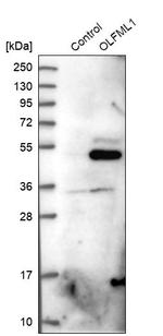OLFML1 Antibody in Western Blot (WB)