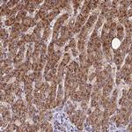 FAM186B Polyclonal Antibody