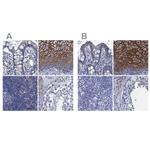 SCEL Polyclonal Antibody