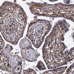 ISM2 Antibody in Immunohistochemistry (IHC)