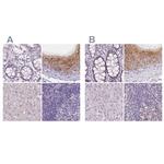 NXPE2 Polyclonal Antibody