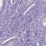 NXPE2 Antibody in Immunohistochemistry (IHC)