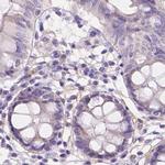NXPE2 Antibody in Immunohistochemistry (IHC)