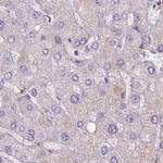 NXPE2 Antibody in Immunohistochemistry (IHC)