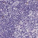 NXPE2 Antibody in Immunohistochemistry (IHC)