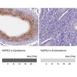NXPE2 Antibody