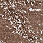 CAPRIN2 Antibody in Immunohistochemistry (Paraffin) (IHC (P))