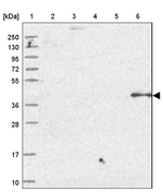 OSGEP Antibody in Western Blot (WB)