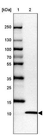 UFM1 Antibody in Western Blot (WB)