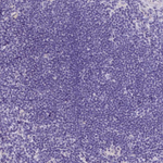INSC Polyclonal Antibody