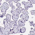 INSC Antibody in Immunohistochemistry (Paraffin) (IHC (P))