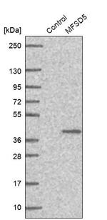 MFSD5 Antibody in Western Blot (WB)