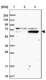 ZNF324 Antibody in Western Blot (WB)