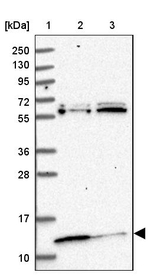 MRPL57 Antibody in Western Blot (WB)