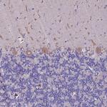 SELT Polyclonal Antibody