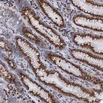 THAP2 Antibody in Immunohistochemistry (Paraffin) (IHC (P))