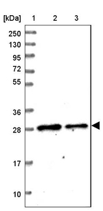MTIF3 Antibody in Western Blot (WB)