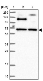 RUFY2 Antibody in Western Blot (WB)