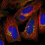 GOLGA3 Polyclonal Antibody