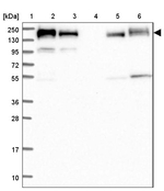 GOLGA3 Antibody in Western Blot (WB)