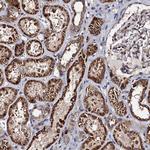 WWC3 Antibody in Immunohistochemistry (Paraffin) (IHC (P))