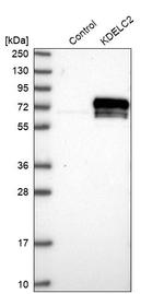 KDELC2 Antibody in Western Blot (WB)