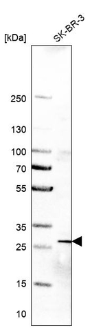 RTRAF Antibody in Western Blot (WB)