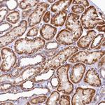 BCO2 Polyclonal Antibody