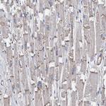 MYZAP Polyclonal Antibody