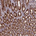 PTPRU Polyclonal Antibody