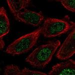 FAM149B1 Polyclonal Antibody