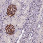KLHL35 Antibody in Immunohistochemistry (Paraffin) (IHC (P))
