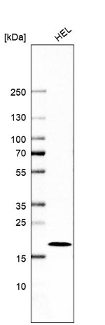 RhoG Antibody in Western Blot (WB)