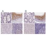 NXPE2 Polyclonal Antibody
