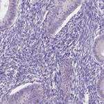 NXPE2 Antibody in Immunohistochemistry (IHC)