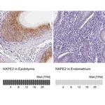 NXPE2 Antibody
