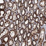 SPDYC Antibody in Immunohistochemistry (Paraffin) (IHC (P))