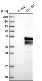 C11orf57 Antibody in Western Blot (WB)