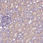 CFAP54 Antibody in Immunohistochemistry (Paraffin) (IHC (P))
