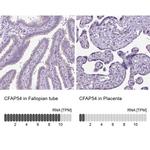 CFAP54 Antibody