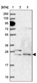 ATG101 Antibody in Western Blot (WB)