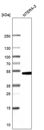 CMAS Antibody in Western Blot (WB)