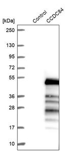 CCDC84 Antibody in Western Blot (WB)
