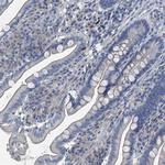 GIF Polyclonal Antibody