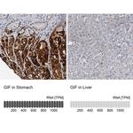 GIF Antibody