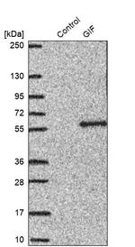 GIF Antibody in Western Blot (WB)