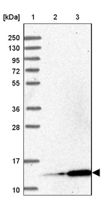 MRPL51 Antibody in Western Blot (WB)