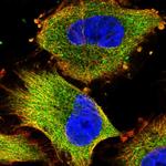 NDUFAF1 Antibody in Immunocytochemistry (ICC/IF)