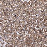 TIMM10 Antibody in Immunohistochemistry (IHC)